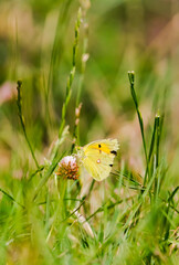 Papillon 