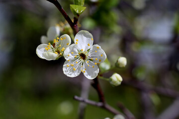Blossoming apple tree branch in the garden