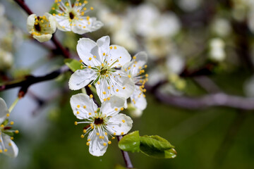 Blossoming apple tree branch in the garden