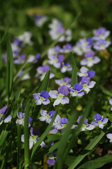 Lovely forget-me-not flowers in green grass