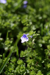 Lovely forget-me-not flowers in green grass