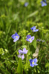 Lovely forget-me-not flowers in green grass