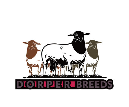 dorper breeds sheep logo, silhouette of great sheep standing vector illustrations