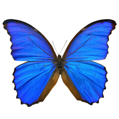 Beautiful butterfly isolated on white backgroud. PNG File