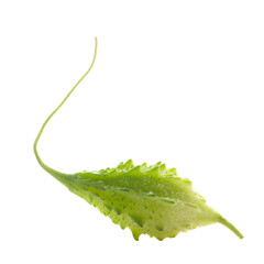 bitter melon or bitter gourd.