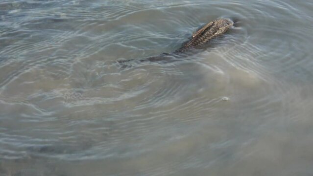 Close-up catfish swimming in a water