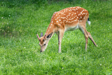 Naklejka na ściany i meble young wild deer grazing, selective focus, close-up