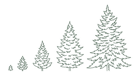 Fototapeta premium Christmas tree growth stages. Editable outline. Size choice. Life cycle fir-tree. Conifer spruce plant development. Vector line stroke.