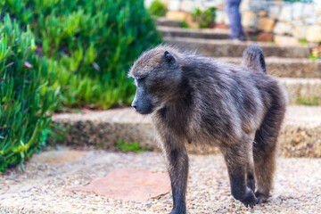 A Baboon, papio ursinus, waling past the stairs of Cape Point, near Cape of good hope, in South Africa.