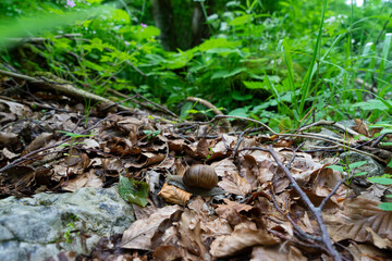 Snail crawling on the ground on leaves with greenery in the background