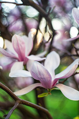 Blooming Magnolia tree in the nature