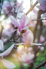 Obraz premium Blooming Magnolia tree in the nature