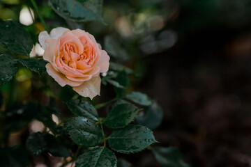 Beautiful delicate pastel roses with dew at dawn. Beautiful sunlight. The background image is green and pink. Natural, environmentally friendly natural background.