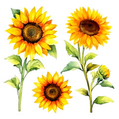 Set of cute sunflower watecolor. flowers and leaves. Floral poster, invitation floral. Vector arrangements for greeting card or invitation design	