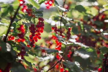 Red currant on a bush branch in the garden at dawn. The glow from the sun. Garden useful summer berry. The concept of healthy eating. Vitamins and diet.