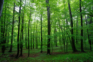 Beech forest in the spring during the rain, the ground covered with wild garlic