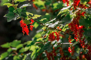 Red currant on a bush branch in the garden at dawn. The glow from the sun. Garden useful summer berry. The concept of healthy eating. Vitamins and diet.