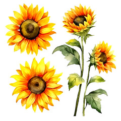 Set of cute sunflower watecolor. flowers and leaves. Floral poster, invitation floral. Vector arrangements for greeting card or invitation design	