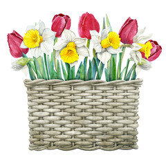 Wicker basket with daffodil and tulip flowers watercolor illustration. Isolated on white background. Hand drawn pot with spring flowers.
