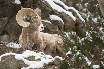 Bighorn Sheep Ram on Mountain Close Up