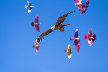 Eagle flying against coloured pidgeons and blue sky