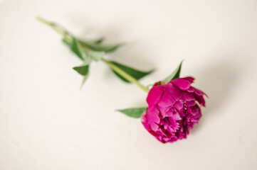 Fototapeta premium Single Pink Peony Flower with Stem and Leaves on White Surface