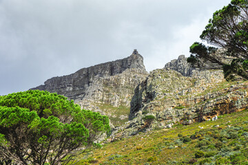 Fototapeta na wymiar Table mountain, Tafel berg South Africa Capetown