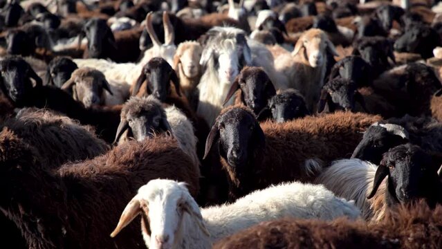 a black sheep looking in camera in uzbekistan