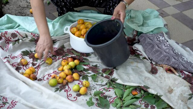 she putting all fruits in bucket
