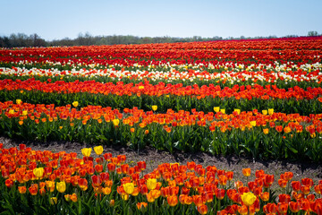 Rows of colorful tulips at flower farm in springtime.       