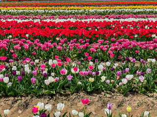 Rows of colorful tulips at flower farm in springtime.       