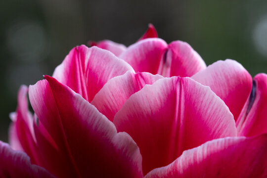 Pink tulip in flower garden in springtime.   