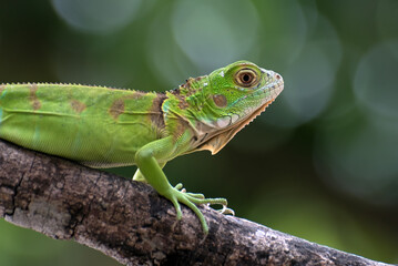 Close up portrait of common iguana