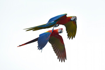 Macaw parrots fly freely on a sky