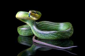 Obraz premium The red-tailed racer on a black background
