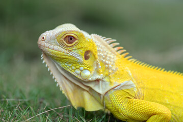 Albino iguana ( iguana iguana ) on a grass