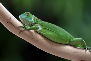 Close up portrait of common iguana