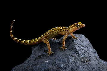 Stone gecko on a black background