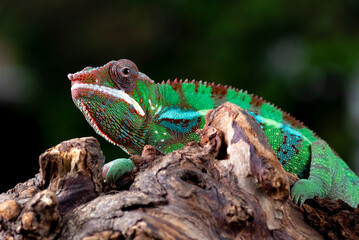 Head close up of a chameleon panther