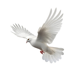 Obraz premium Dove isolated transparent background png Generative AI