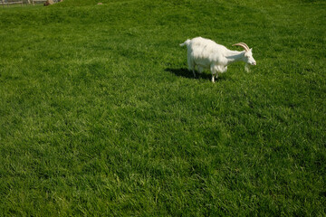 Obraz premium White goat grazing on green meadow