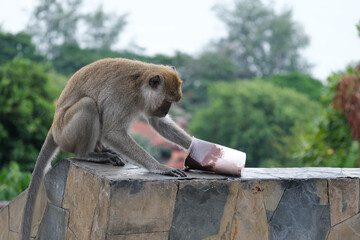 The hungry monkeys eating garbage from a plastic glass . Human-animal interaction. Pollution and...