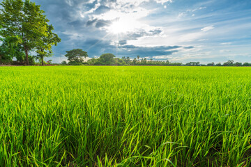 Fototapeta premium Scenic view landscape of Rice field green grass with field cornfield or in Asia country agriculture harvest with fluffy clouds blue sky daylight background.