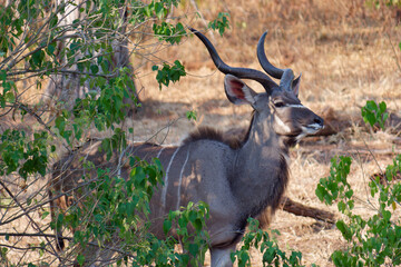 Close-up photo of a Greater male Kudu (Tragelaphus strepsiceros) among the leaves in Chobe National...