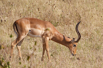 Naklejka na ściany i meble Close-up of a male Impala (Aepyceros melampus) in the pasture in Chobe National Park, Botswana
