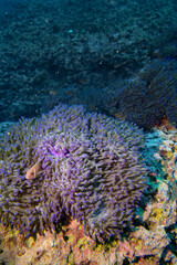 Pink Anemone Fish swim and stay at coral and purple sea anemone in deep blue sea underwater and colurful coral landscape with reef and blue water background