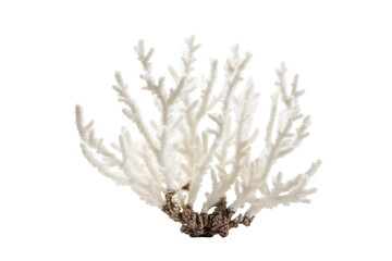 Staghorn Acropora corall on transparent background (PNG). Generative AI.