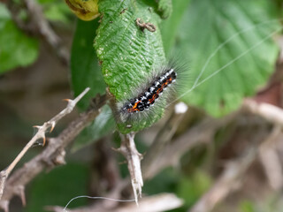 Caterpillar of a Yellow-tail moth