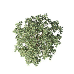 bush, top view, isolate on a transparent background, 3D illustration, cg render
