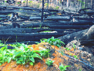 Green plants growing from the ashes. Black chalk trunks lie